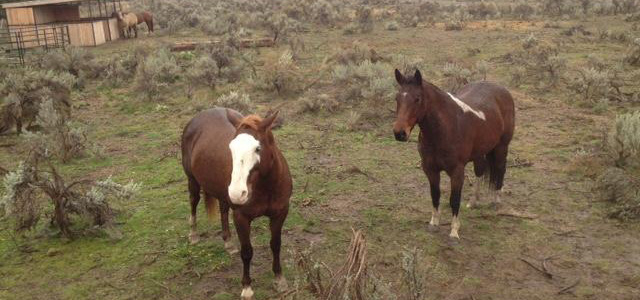 horses-and-healing