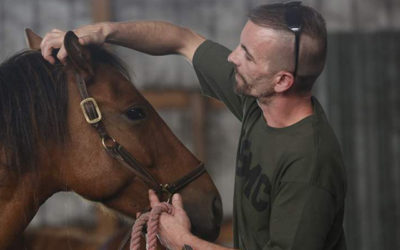 Veterans retake the reins with therapy horses
