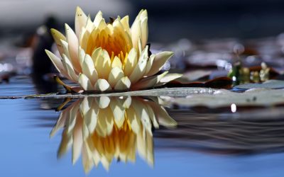 Improving Self-Awareness: Reflecting on Your Inner Monologue