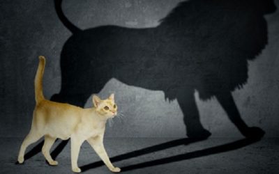 Great Leaders Manage Perceptions: Managing Biases