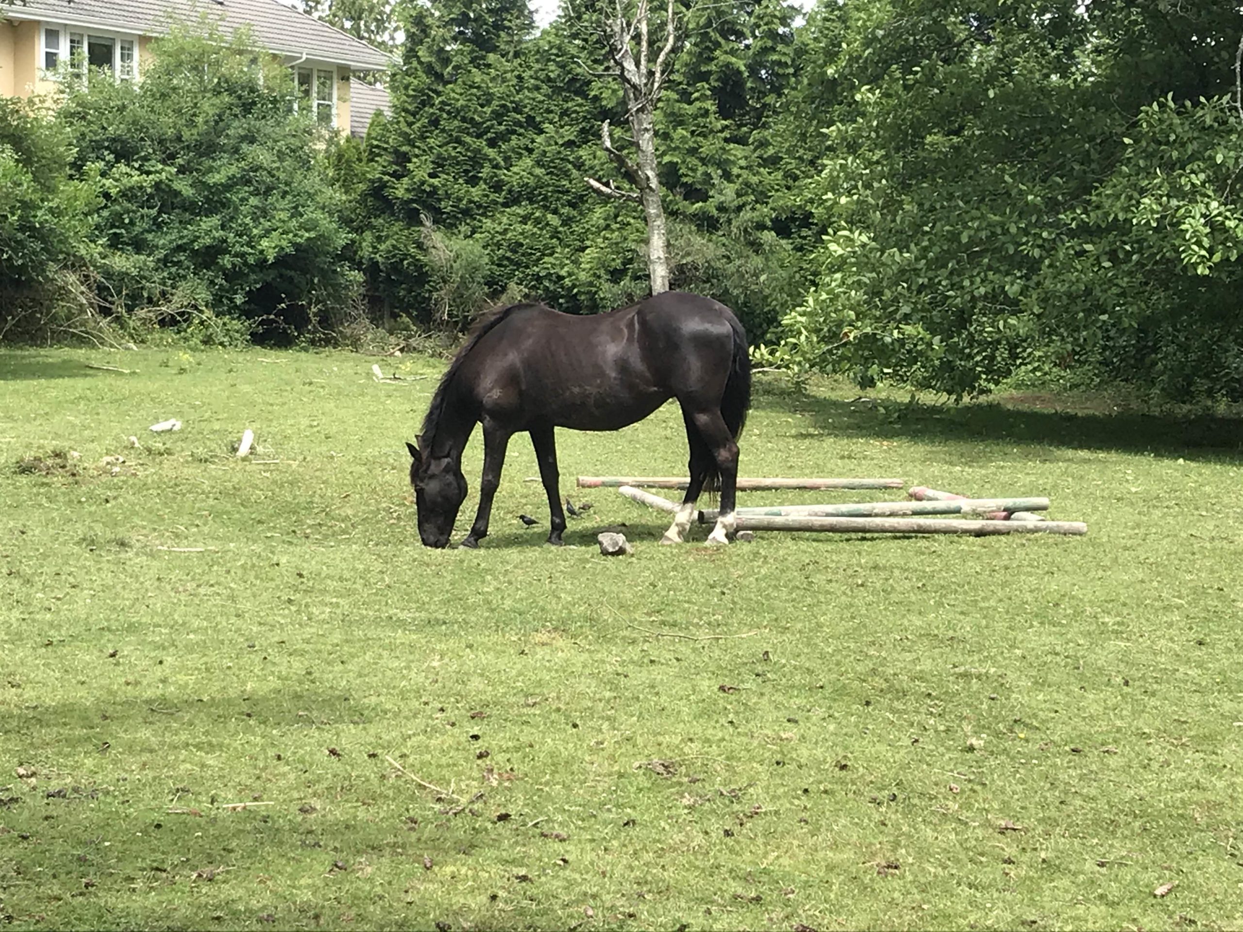 Healing Heart Sanctuary - Unbridling Your Brilliance Pasture